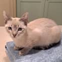 Photo of Gizmo