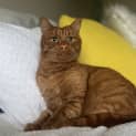 Photo of Ron