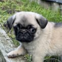 Photo of Dinky 