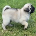 Photo of Dinky 