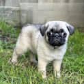 Photo of Dinky 