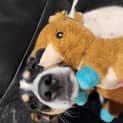 Photo of Califa