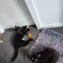 Photo of Storm & Bear