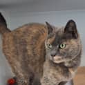 Photo of Nala