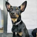 Photo of Geller
