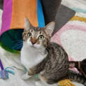 Photo of Tiger