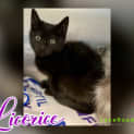 Photo of Licorice
