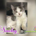 Photo of Smokey