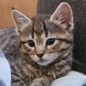 Photo of Felicia