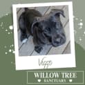 Photo of Viggo