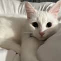 Photo of Stella