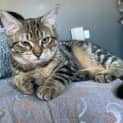 Photo of Rue