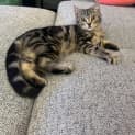 Photo of Pancake