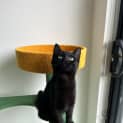 Photo of Pikelet
