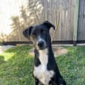 Photo of Kandie *$250 Adoption Fee*