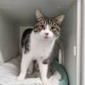 Photo of Pancake