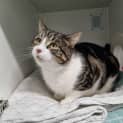 Photo of Pancake