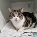 Photo of Pancake
