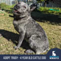 Photo of Trudy Blue   4 Year Old Cattle Dog