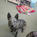 Photo of Trudy Blue   4 Year Old Cattle Dog