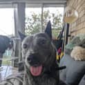 Photo of Trudy Blue   4 Year Old Cattle Dog