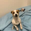 Photo of Penny