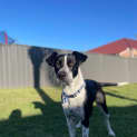 Photo of Bonnie   3 Year Old Border Collie X Bull Arab