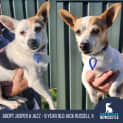 Photo of Jasper & Jazz 9 Year Old Jack Russell X (Hold)