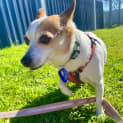 Photo of Jasper & Jazz 9 Year Old Jack Russell X (Hold)