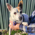 Photo of Jasper & Jazz 9 Year Old Jack Russell X (Hold)