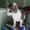 Photo of Arlo