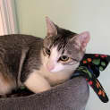 Photo of Arlo