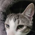 Photo of Arlo
