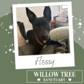 Photo of Flossy