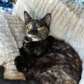 Photo of Arabella