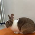 Photo of Rabbity