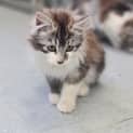 Photo of Vinny