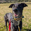 Photo of Maerad