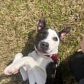 Photo of Chevy