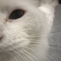 Photo of Buttermelt