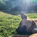 Photo of Archie