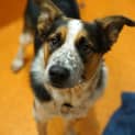 Photo of Astor