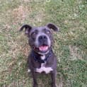 Photo of Bindi