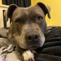 Photo of Bindi