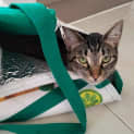 Photo of Wilba Fostered Nor In Perth