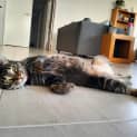 Photo of Wilba   Fostered Nor In Perth