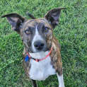 Photo of Josie *$150 Adoption Fee*