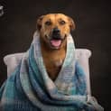 Photo of Josie   2 Year Old Staffy X