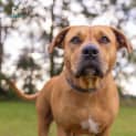Photo of Josie   2 Year Old Staffy X