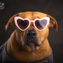 Photo of Josie   2 Year Old Staffy X